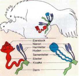 Abb. 1: Begattung bei Hühnern