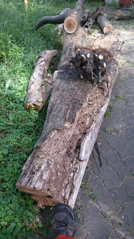 こんな枯れた幹を安全におろしました。