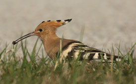 Wiedhopf mit Käfer (Foto: D. Ullmann)