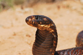 Cobra égyptien