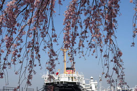 氷川丸と山下公園のしだれ桜