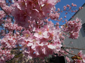 「河津桜」　