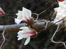 2023/03/16　元気な時の辛夷の花　