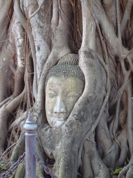 Tête de Bouddha dans les racines d'un arbre.Temple du Wat Phra Mahathat/Ayutthaya/Thaïlande