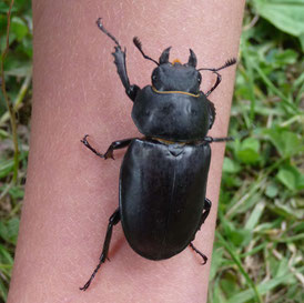 Hirschkäferweibchen © NABU/Beatrice Jeschke