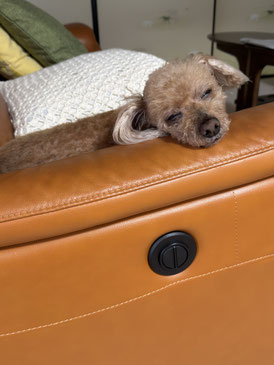 2026/5/20　居眠りラッキー