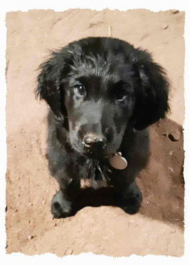 Chiot Flat Coated Retriever pour chiots à Dax