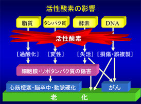 「日本老化制御研究所」より