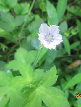 自然観察：雄蕊の葯が青いゲンノショウコ