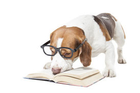 Lesender Beagle mit Brille