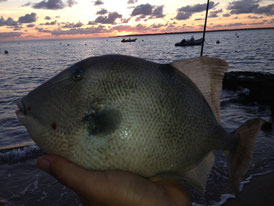 La peche du baliste du bassin d'Arcachon enfant