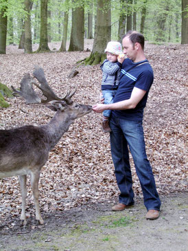 Damwildfuetterung