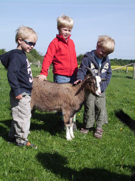 Ziegenbock Rudi
