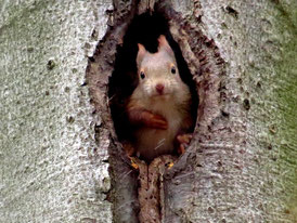 Eichhörnchen in Baumhöhle. Foto: naturgucker/Artur Segadlo