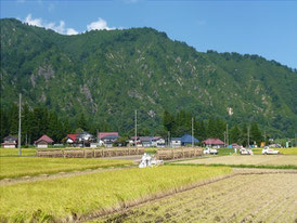 田んぼ風景