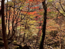 圧巻の紅葉