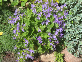 Campanula