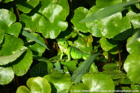 Costa rica, Amérique centrale, animaux, faune, rivières, jungles, lézard vert, jésus, nénuphars, feuilles vertes, plantes aquatiques
