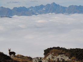 Le bouquetin dans les nuages, automne 2024