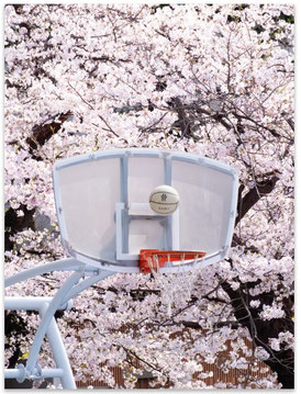 NEW IN: Sakura Hoops