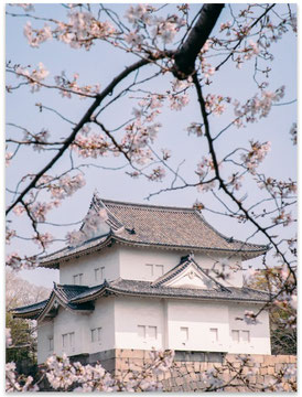 NEW IN: Osaka Sakura