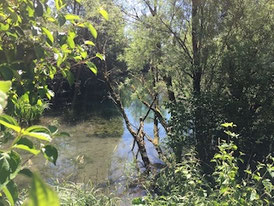 Altwasser in dem Lechauen Donau-Ries LBV