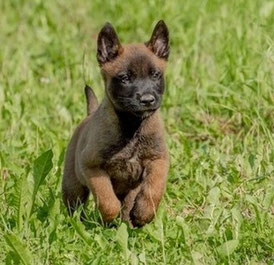 un bébé berger malinois fauve avec le masque noir saute dans l'herbe par coach canin 16 educateur canin à angouleme