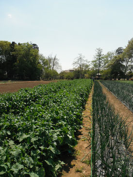 埼玉県上尾市、生活介護とさきの畑の写真