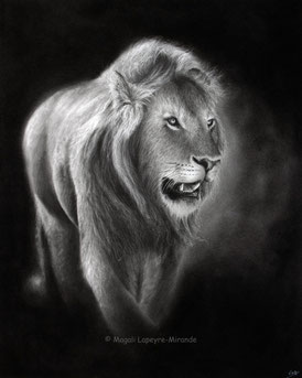 lion into the light drawing by french pencil artist Magali Lapeyre-Mirande lion dans la lumière dessin artiste dessinatrice