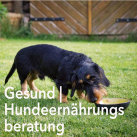 GUNDI - Gesund & Intelligent | Hundeernährungsberatung