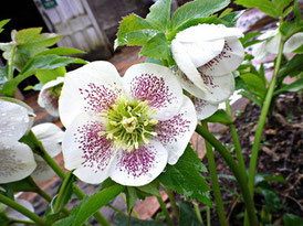 250315クリスマスローズセミナー - 房総半島の森の中。手作りの