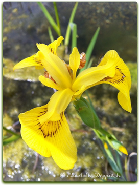 Charlotte Deppisch: Foto Wasserlilie