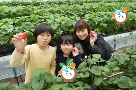 今回収穫したのは紅ほっぺ!
