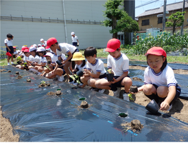 穴の開いているところに植え付けます