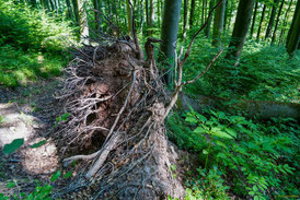 Wurzel einer vom Sturm geworfenen Buche. Typisch sind ihre zahlreichen eher dünnen Wurzeln (Foto: Dr. G. Strobel)