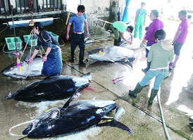 本マグロが次々と水揚げされている八重山漁協=27日