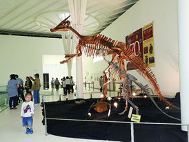 同展示入口にあるサウロロフス(奥側)とプロバクトサウルスの骨格