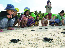 園児の声援を浴びながら海に向かって歩きだす子ガメたち=19日午前、コンドイビーチ