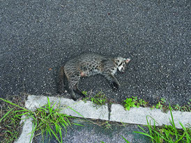 輪禍にあったイリオモテヤマネコ(西表野生生物保護センター提供)
