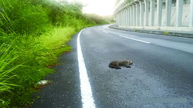 竹富町字西表で交通事故死したイリオモテヤマネコ(西表野生生物保護センター提供写真)