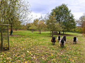 Schafe auf der Streuobstwiese am Eichenbruch (Foto: NABU/ A. Schulte-Eickholt)