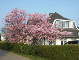 Hotel auf Amrum - Kirschblüte im Frühjahr
