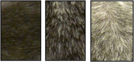 hairgrayingmouse