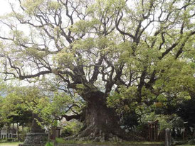 青幡神社の大クス（東山代町）