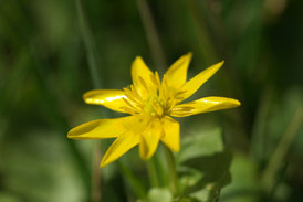 Scharbockskraut (Foto: Roland Steinwarz)