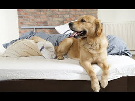 matelas chien urine nettoyage menage