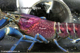 Der Cephalothorax ist nicht der Außenpanzer, sondern die Weichteile, innere Organe, und Muskeln die darunter liegen.