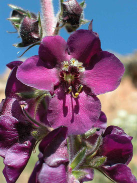 In Anatolien gibt es viele endemische Arten der Königskerze, hier: Verbascum wiedemannianum.