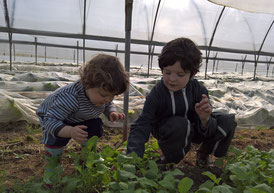 enfants La cueillette de cappy - Cappy - Somme - Picardie - Vallée de la Somme - Pays du Coquelicot- fruits et legumes de saison - producteur