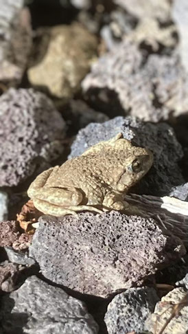 Geburtshelferkröte oder auch Glockenfrosch im Sommer ( stegem)